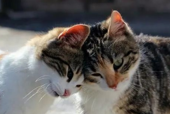 今日带你解答,如何让猫咪喜欢你? 今日带你解答,如何让猫咪喜欢你?