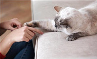 猫咪会等多久主人?要注意了