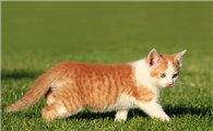 猫咪是色盲吗？原来这才是猫咪眼中的世界