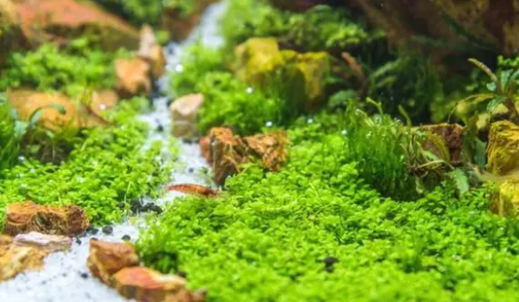 鱼缸有水草就更漂亮，怎样才能养好水草？