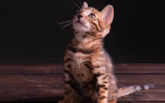 猫身上有黑色的颗粒,有人知道是咋回事吗? 猫身上有黑色的颗粒,有人知道是咋回事吗?