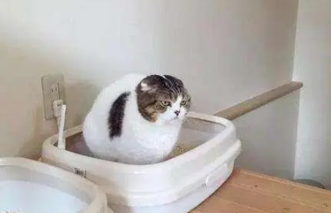猫砂使用有讲究！没留意到这6个问题，分分钟影响猫咪健康