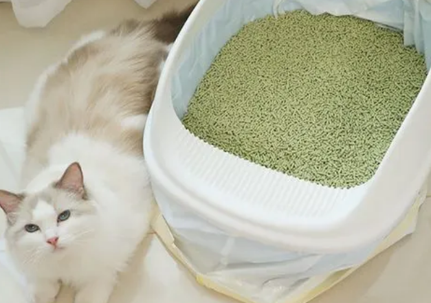 换猫砂怎么换 换猫砂怎么换