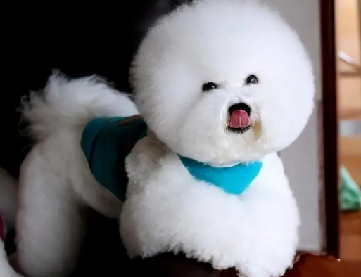 比熊的狗粮什么牌子好