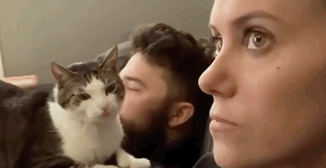 猫偏爱男友,小姐姐为赢得它的心,找到一个100%吸猫方法 猫偏爱男友,小姐姐为赢得它的心,找到一个100%吸猫方法