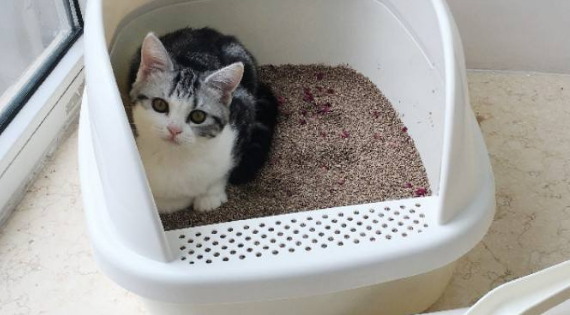 猫砂应该倒多少合适