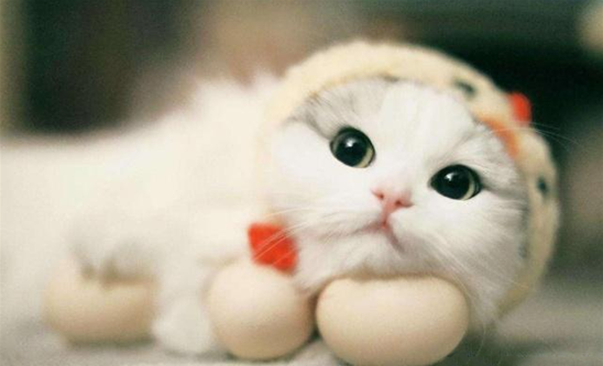 猫的零食有什么 猫的零食有什么
