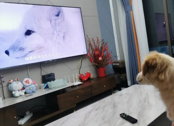 专门给狗看的电视是什么,有没有想知道的? 专门给狗看的电视是什么,有没有想知道的?