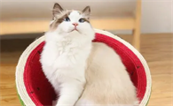 猫咪喜欢什么玩具