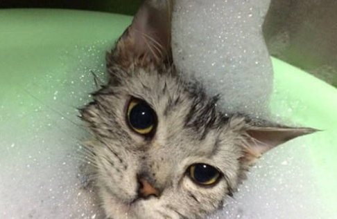 宠物猫可以用人的沐浴露洗澡吗
