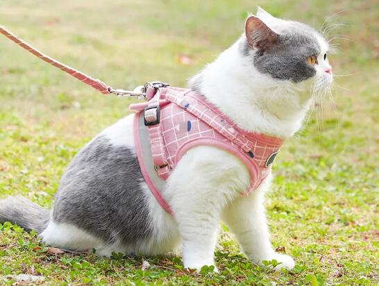 猫带牵引绳怎么适应