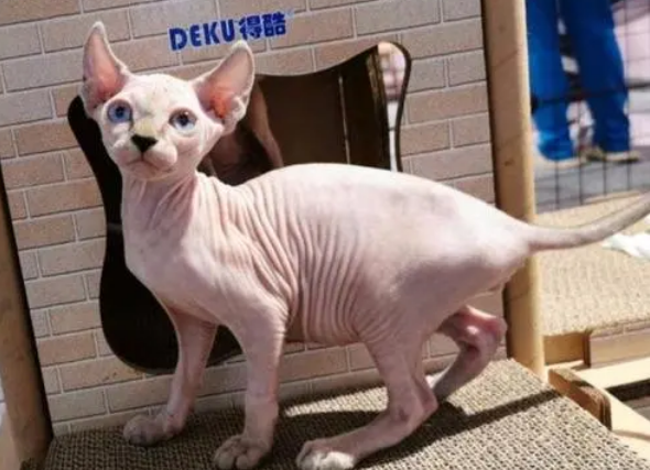 斯芬克斯猫价格