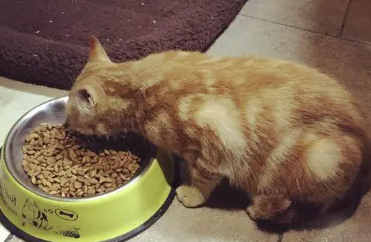 猫吃狗粮会怎么样