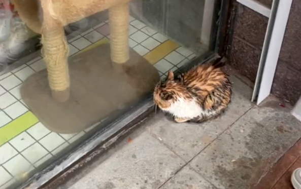 在雨中等了两个小时的流浪猫,遇到了守护它的人 在雨中等了两个小时的流浪猫,遇到了守护它的人