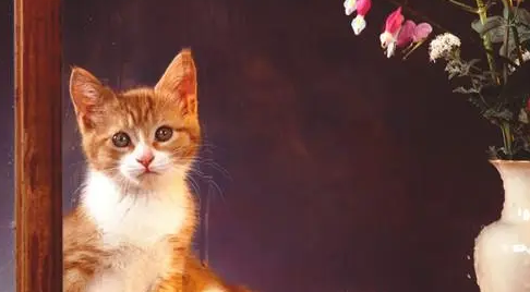 哪一种感冒药可以小猫吃 哪一种感冒药可以小猫吃