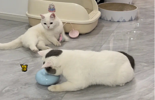 猫咪玩具排行榜 猫咪玩具排行榜
