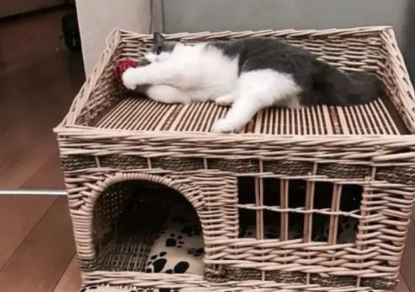 怎样为猫做猫窝简单
