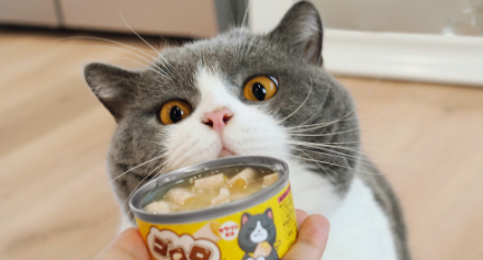 猫可以吃狗罐头吗
