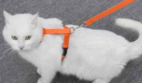 猫咪牵引绳怎么穿