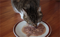猫咪喜欢吃罐头吗
