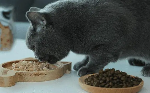 人可以吃猫粮吗