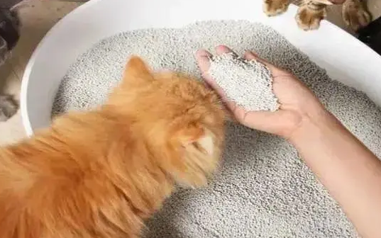 猫砂多少天清理一次