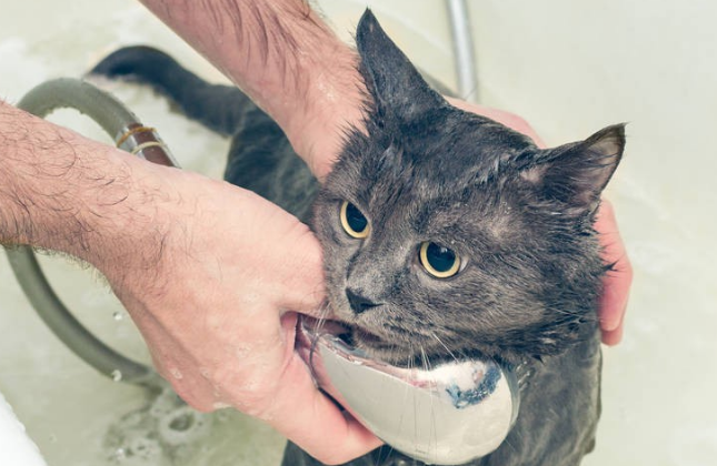 给猫洗澡能用狗的沐浴露吗
