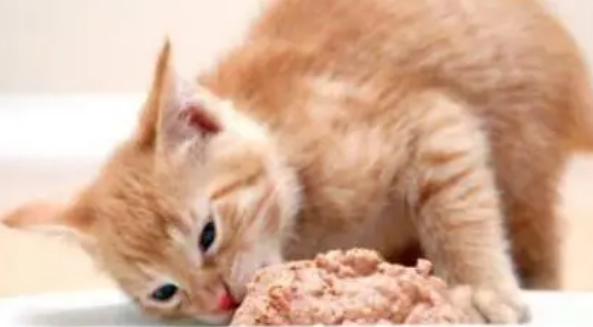 猫罐头一次喂多少合适