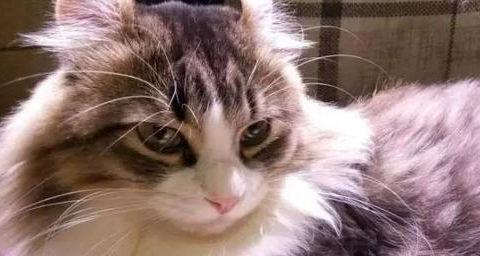 养宠经验分享：猫咪感冒喝小儿感冒可以么