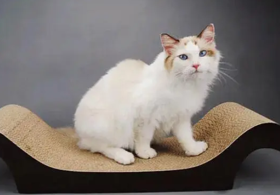 猫抓板有必要买吗?什么样的猫抓板适合猫咪,大小有要求吗? 猫抓板有必要买吗?什么样的猫抓板适合猫咪,大小有要求吗?