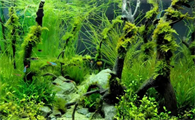 你们说怎样对水族箱中的有茎水草进行修剪？