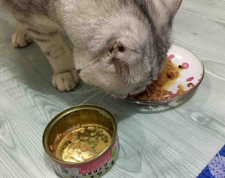 三个月猫吃多少罐头