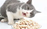 猫零食吃什么最好