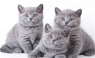 猫砂多久彻底更换