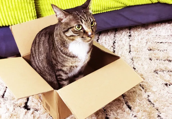 需要给猫买猫窝吗 需要给猫买猫窝吗