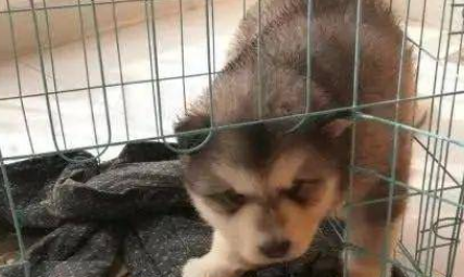 河北狗笼子生产厂家 河北狗笼子生产厂家