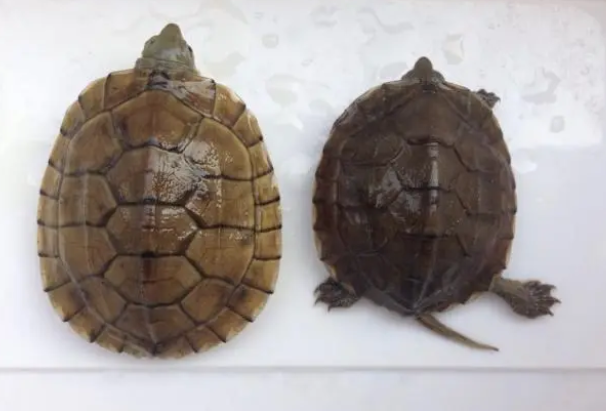 论乌龟晒背(自然阳光)的重要性 论乌龟晒背(自然阳光)的重要性