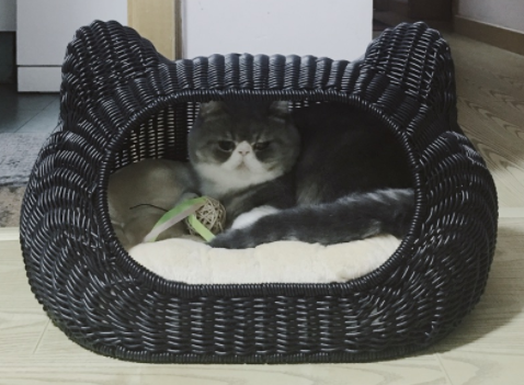 怎样让猫咪认窝