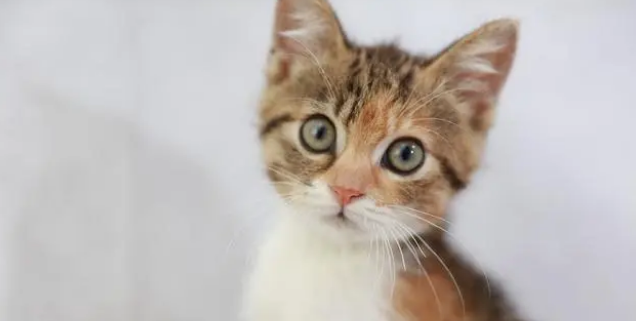 猫咪吃猫条上瘾了怎么办？猫条是什么
