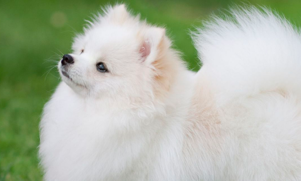 白色犬种类有哪些？看完想养一只吗