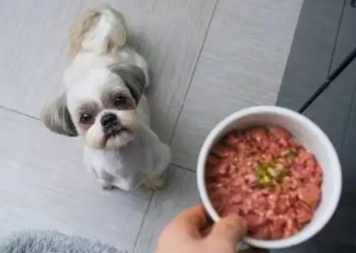 狗狗吃猪肝一次喂多少,想了解快来看! 狗狗吃猪肝一次喂多少,想了解快来看!