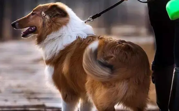 犬舍的日常管理和犬舍狗的饲养须知 犬舍的日常管理和犬舍狗的饲养须知
