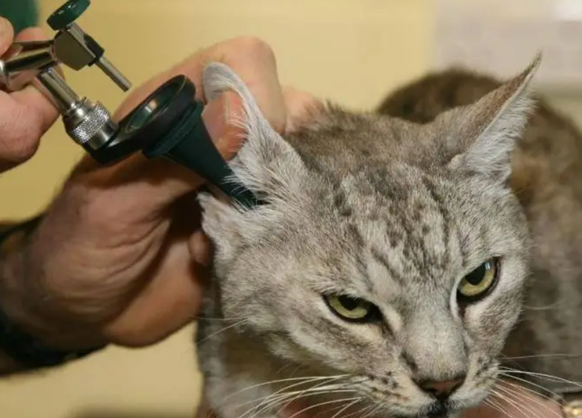 猫咪内耳炎