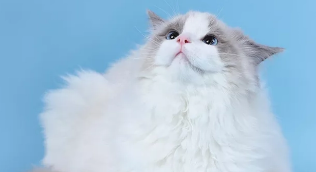 布偶猫粮品牌