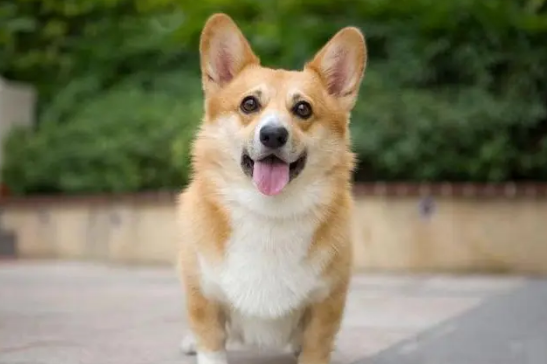 柯基犬狗粮哪种好