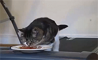 猫罐头品牌排行