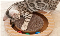 猫喜欢玩什么玩具