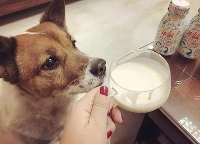 狗狗能吃酸奶吗?