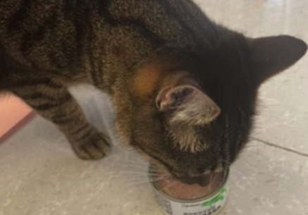 怎么给猫喂猫罐头