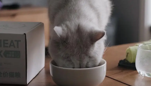 猫粮一般买什么 猫粮一般买什么